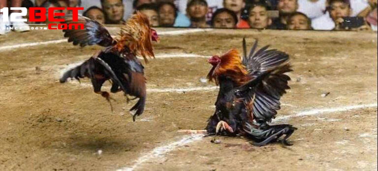 Đá Gà 12Bet – Trải Nghiệm Cá Cược Kịch Tính Và Hấp Dẫn