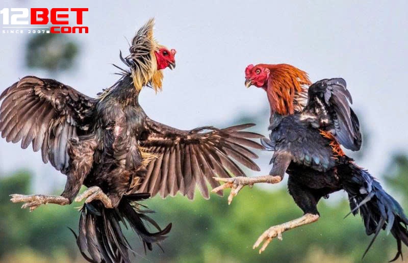Hướng Dẫn Tham Gia Đá Gà 12Bet