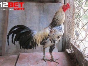 Đá Gà Asil 12Bet – Trận Đấu Sống Động Và Cơ Hội Thắng Lớn