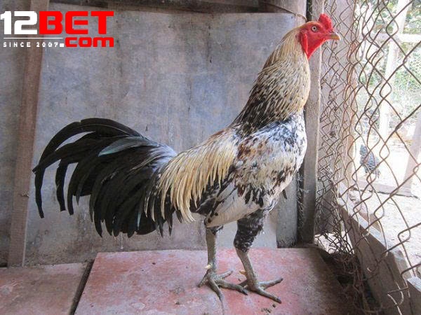 Đá Gà Asil 12Bet – Trận Đấu Sống Động Và Cơ Hội Thắng Lớn