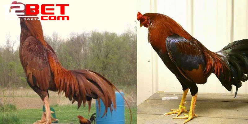 Lý Do Nên Chọn Đá Gà Asil Tại 12Bet