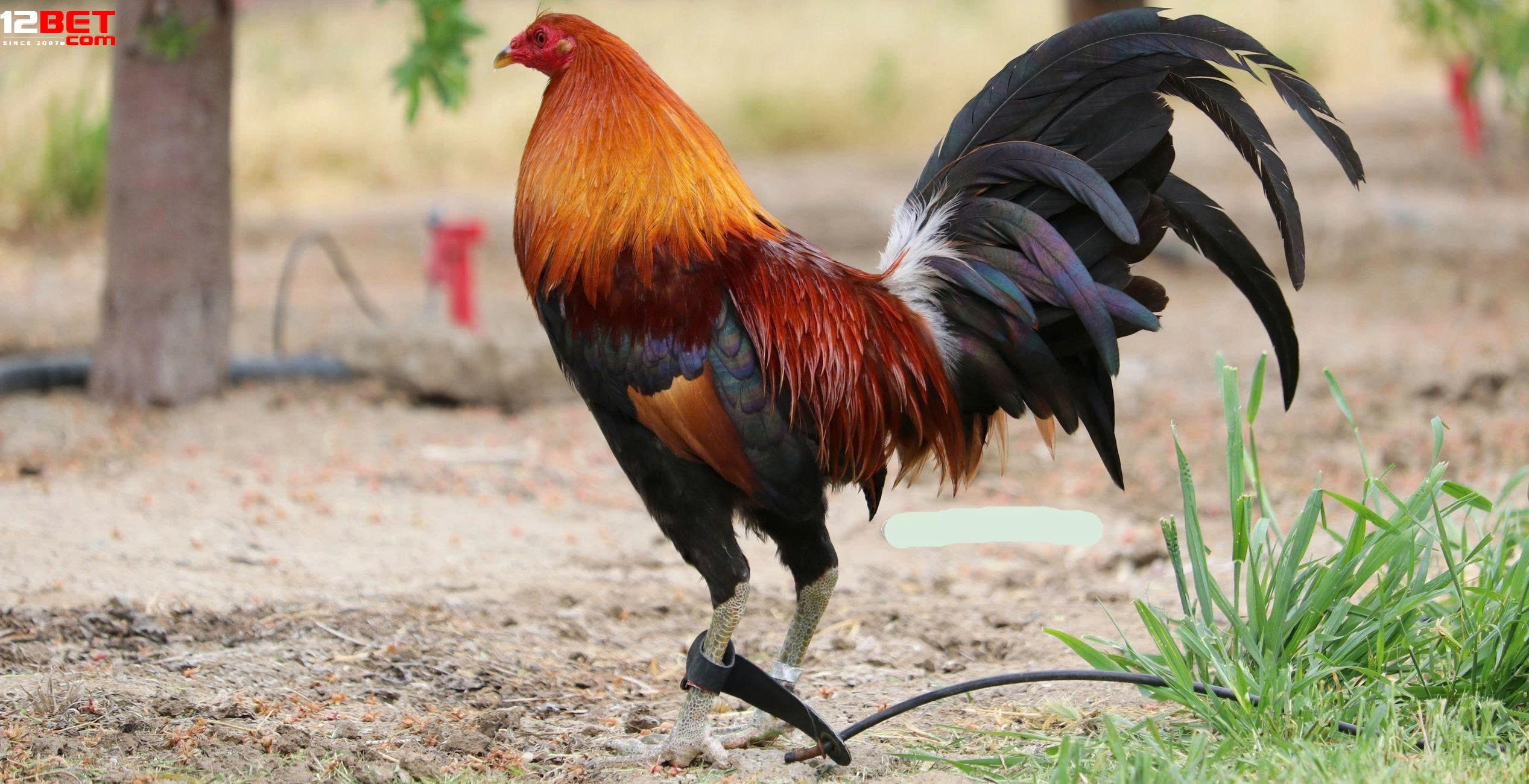 Trải Nghiệm Trực Tuyến Hấp Dẫn Với Cược An Toàn