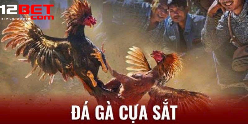Đá Gà Cựa Sắt 12Bet – Trải Nghiệm Hồi Hộp Và Cơ Hội Thắng Lớn