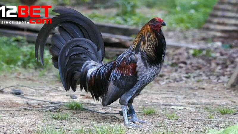 Hướng Dẫn Trải Nghiệm Đá Gà Mỹ Trực Tuyến Tại 12Bet