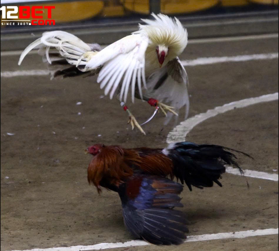 Đá Gà Philippines – Sức Hút Và Tầm Ảnh Hưởng Toàn Cầu