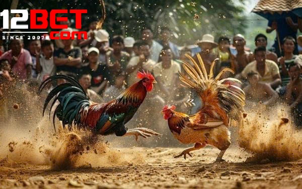 Lý Do Nên Tham Gia Đá Gà Shamo Tại 12Bet – Trực Tiếp, An Toàn Và Hấp Dẫn